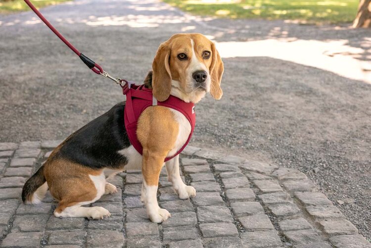 CURLI Postroj pre psov so sponou Air-Mesh Ruby M, 6-9kg