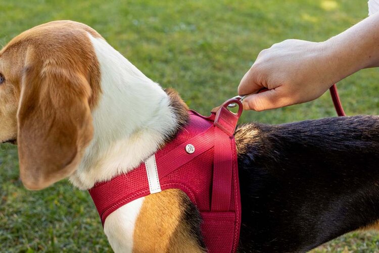 CURLI Postroj pre psov so sponou Air-Mesh Ruby M, 6-9kg