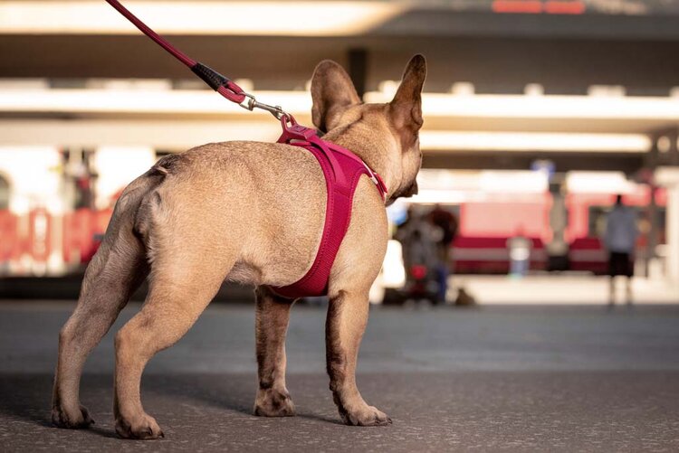 CURLI Postroj pre psov so sponou Air-Mesh Ruby XL, 12-18kg